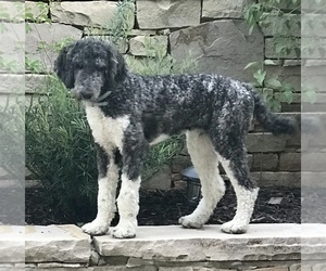 Father of the Labradoodle-Poodle (Standard) Mix puppies born on 12/07/2019