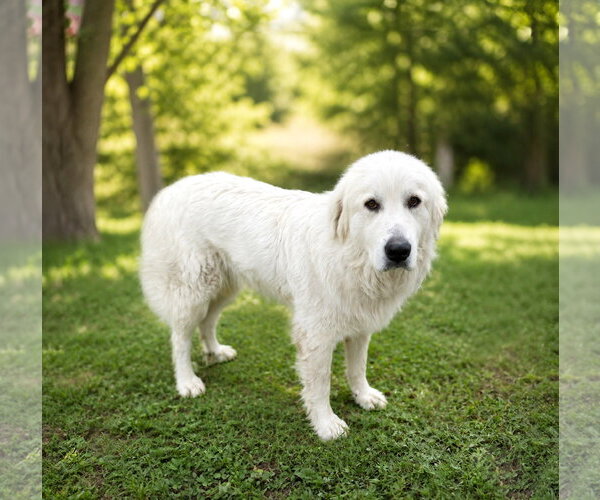 Medium Photo #1 Great Pyrenees-Unknown Mix Puppy For Sale in Unionville, PA, USA