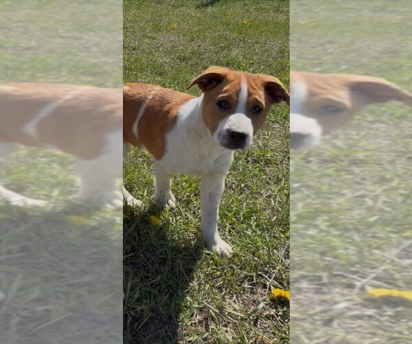 Medium Photo #1 Mutt Puppy For Sale in Polson, MT, USA