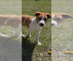 Small Mutt