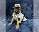 Hallowed Harvest - Mystic - Located in Florida - Female Mutt Dog for Adoption - Small photo