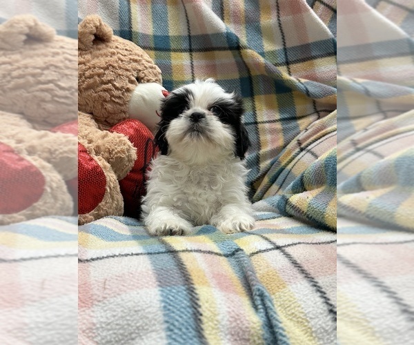 Medium Photo #14 Shih Tzu Puppy For Sale in SILEX, MO, USA