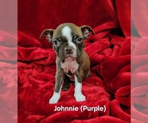Medium Boston Terrier