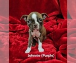Puppy Johnnie purple Boston Terrier