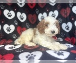 Small #3 Cavapoo