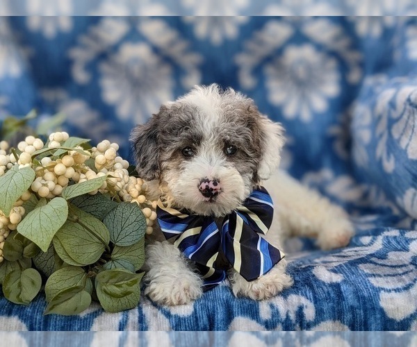 Medium Photo #6 Lhasa-Poo Puppy For Sale in LINCOLN UNIVERSITY, PA, USA