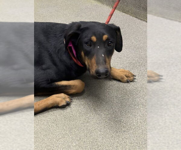 Medium Photo #1 Doberman Pinscher-Unknown Mix Puppy For Sale in Las Vegas, NV, USA