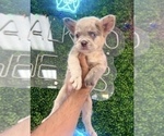 Small Photo #7 French Bulldog Puppy For Sale in SANTA FE, NM, USA