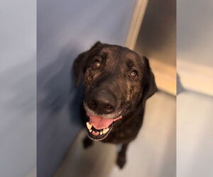Labrador Retriever Dogs for adoption in South Lake Tahoe, CA, USA
