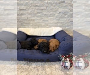 Poodle (Miniature) Puppy for sale in WELLFORD, SC, USA