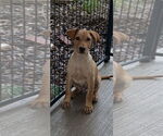 Small #1 Labrador Retriever Mix