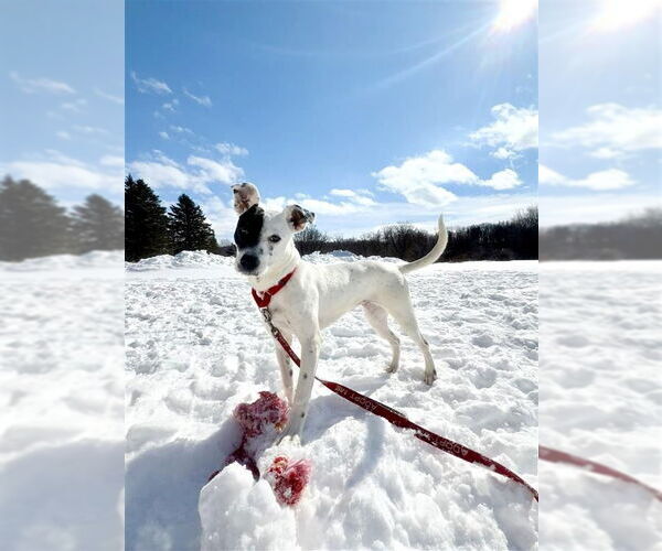 Medium Photo #12 Mutt Puppy For Sale in Gloversville, NY, USA