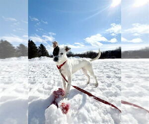 Stella - Female Mutt Dog for Adoption - Photo #12