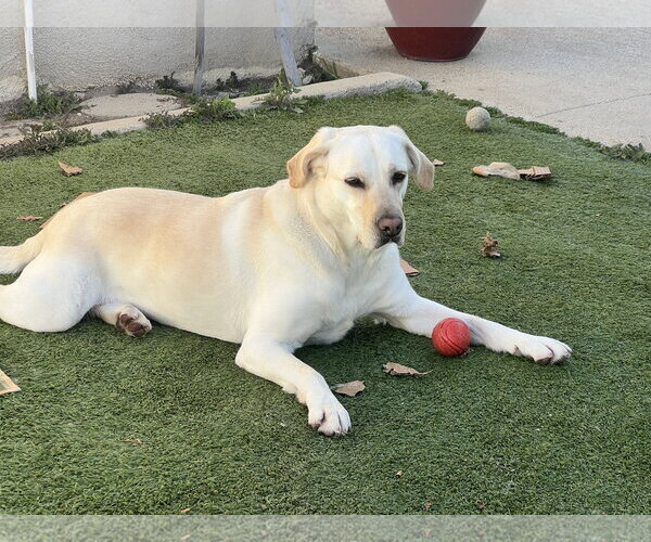 Medium Photo #7 Labrador Retriever-Unknown Mix Puppy For Sale in San Diego, CA, USA