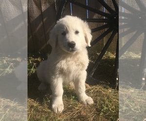 Maremma Sheepdog Puppy for sale in CONNEAUT, OH, USA