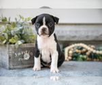 Small #1 Boston Terrier