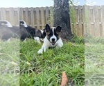 Small Photo #10 Akita Puppy For Sale in CANTONMENT, FL, USA