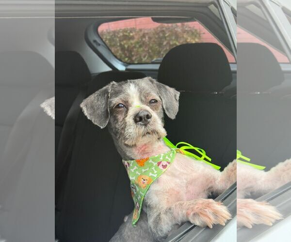 Medium Photo #1 Shih Tzu-Unknown Mix Puppy For Sale in Virginia Beach, VA, USA