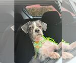 Small Shih Tzu Mix