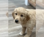 Small Photo #7 Golden Retriever Puppy For Sale in REDDING, CA, USA