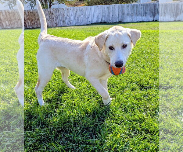 Medium Photo #10 Labrador Retriever-Unknown Mix Puppy For Sale in Sandy, UT, USA
