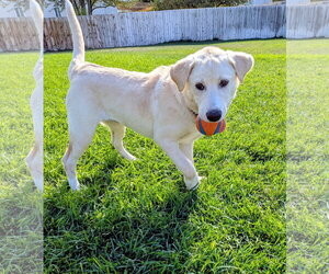 Nalaa - Female Labrador Retriever-Unknown Mix Dog for Adoption - Photo #10