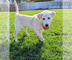 Small Photo #10 Labrador Retriever-Unknown Mix Puppy For Sale in Sandy, UT, USA