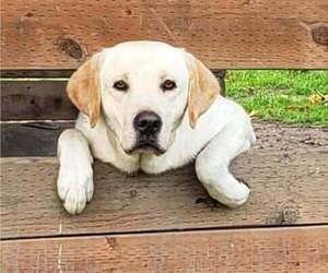 Father of the Labrador Retriever puppies born on 05/26/2026