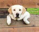 Small Photo #1 Labrador Retriever Puppy For Sale in OLYMPIA, WA, USA