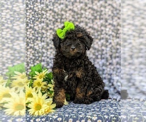 Poodle (Miniature) Puppy for sale in STRASBURG, PA, USA