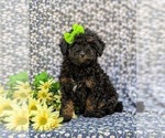 Small Poodle (Miniature)