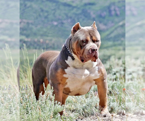Father of the American Bully puppies born on 04/02/2024