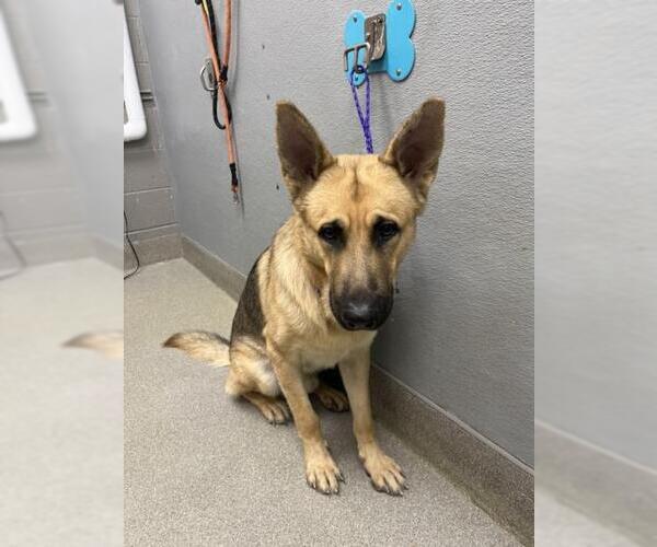Medium Photo #1 German Shepherd Dog-Unknown Mix Puppy For Sale in Las Vegas, NV, USA