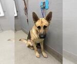 Small German Shepherd Dog Mix