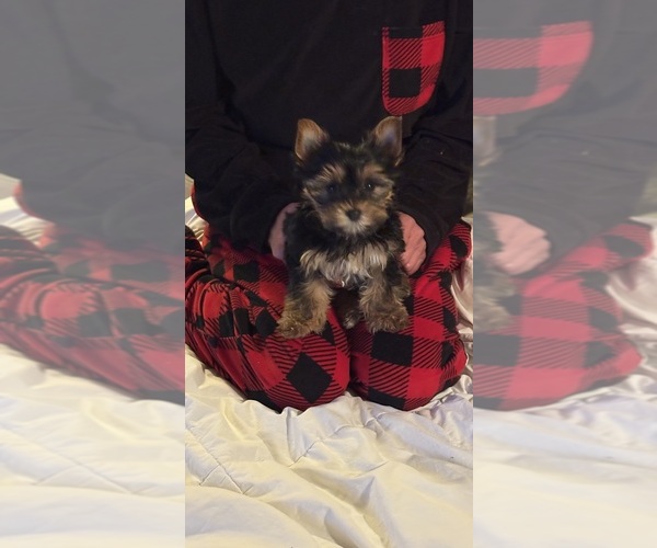 Medium Photo #11 Yorkshire Terrier Puppy For Sale in SAN ANTONIO, TX, USA