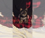 Small #10 Yorkshire Terrier