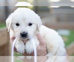Small Photo #3 English Cream Golden Retriever Puppy For Sale in MURFREESBORO, TN, USA
