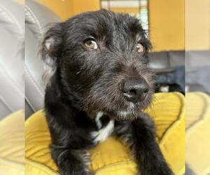Button - Male Mutt Dog for Adoption - Photo #2