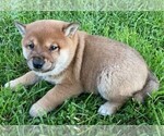 Small Photo #2 Shiba Inu Puppy For Sale in BONDUEL, WI, USA