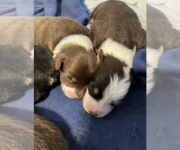 Medium Photo #12 Australian Shepherd Puppy For Sale in OLD LYME, CT, USA