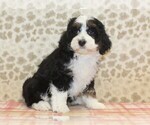 Small #3 Miniature Bernedoodle