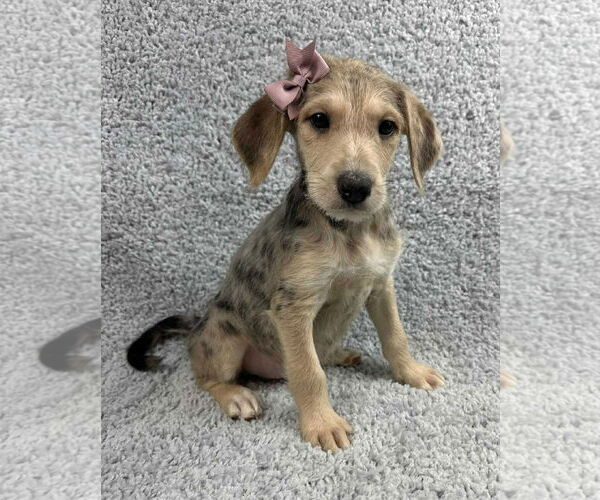 Medium Photo #2 Poodle (Standard)-Unknown Mix Puppy For Sale in Grafton, WI, USA