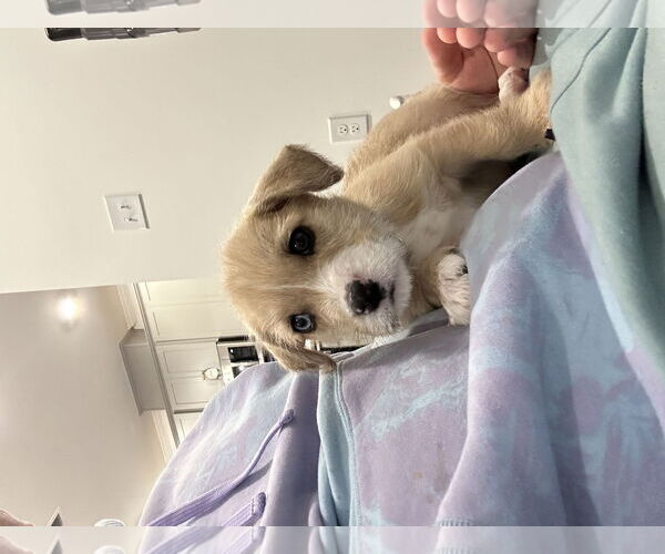 Medium Photo #2 Labsky Puppy For Sale in Holly Springs, NC, USA