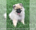 Small Photo #39 Keeshond Puppy For Sale in FAYETTEVILLE, TN, USA