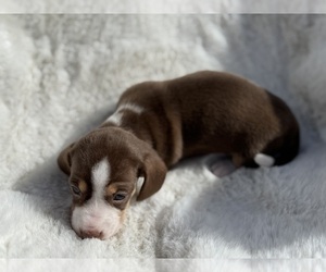 Dachshund Puppy for sale in DE KALB, TX, USA