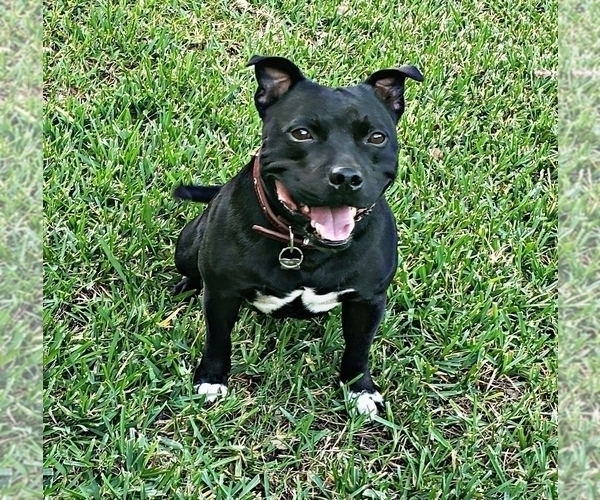 Medium Photo #7 Staffordshire Bull Terrier Puppy For Sale in HOUSTON, TX, USA