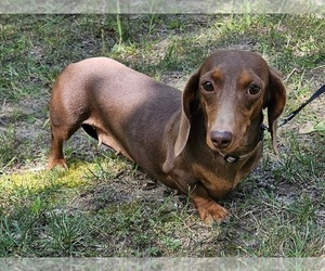 Mother of the Dachshund puppies born on 06/09/2023