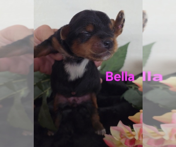 Medium Photo #8 Yorkipoo Puppy For Sale in AZLE, TX, USA