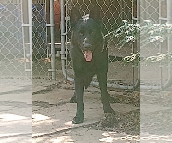 Medium Photo #9 German Shepherd Dog Puppy For Sale in GALION, OH, USA