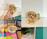 Image preview for Ad Listing. Nickname: Sugar